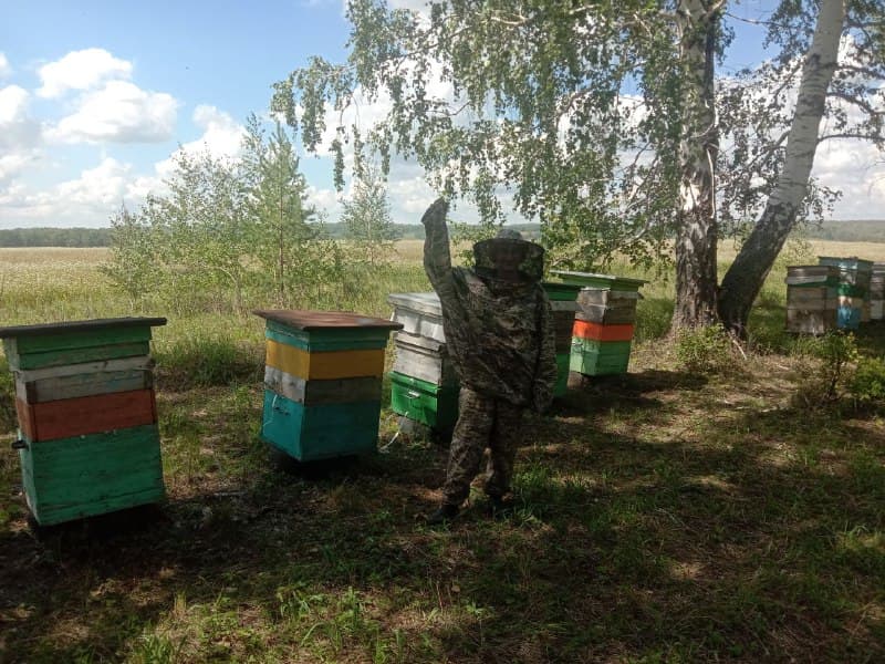 Наша пасека под берёзами в Белебеевском районе